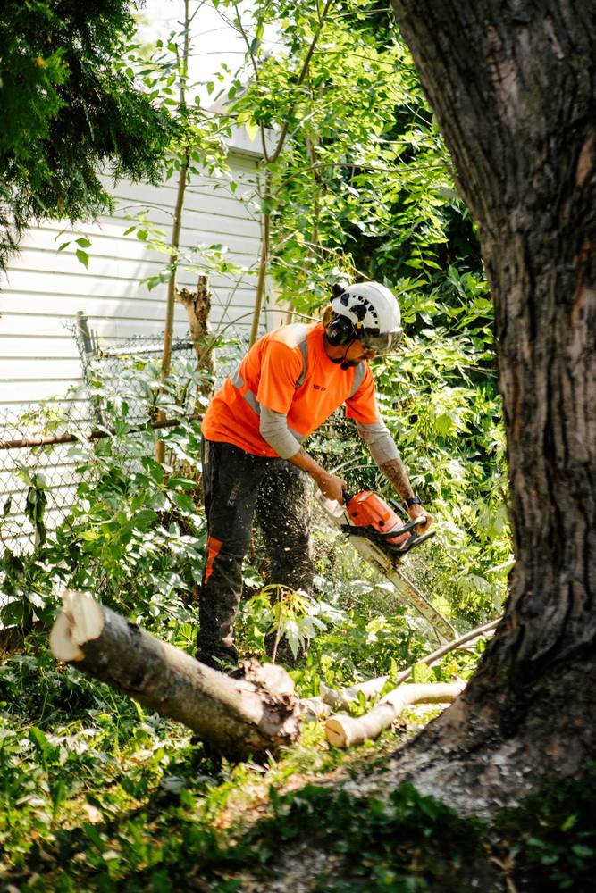 A VS Tree arborist cutting up a limb