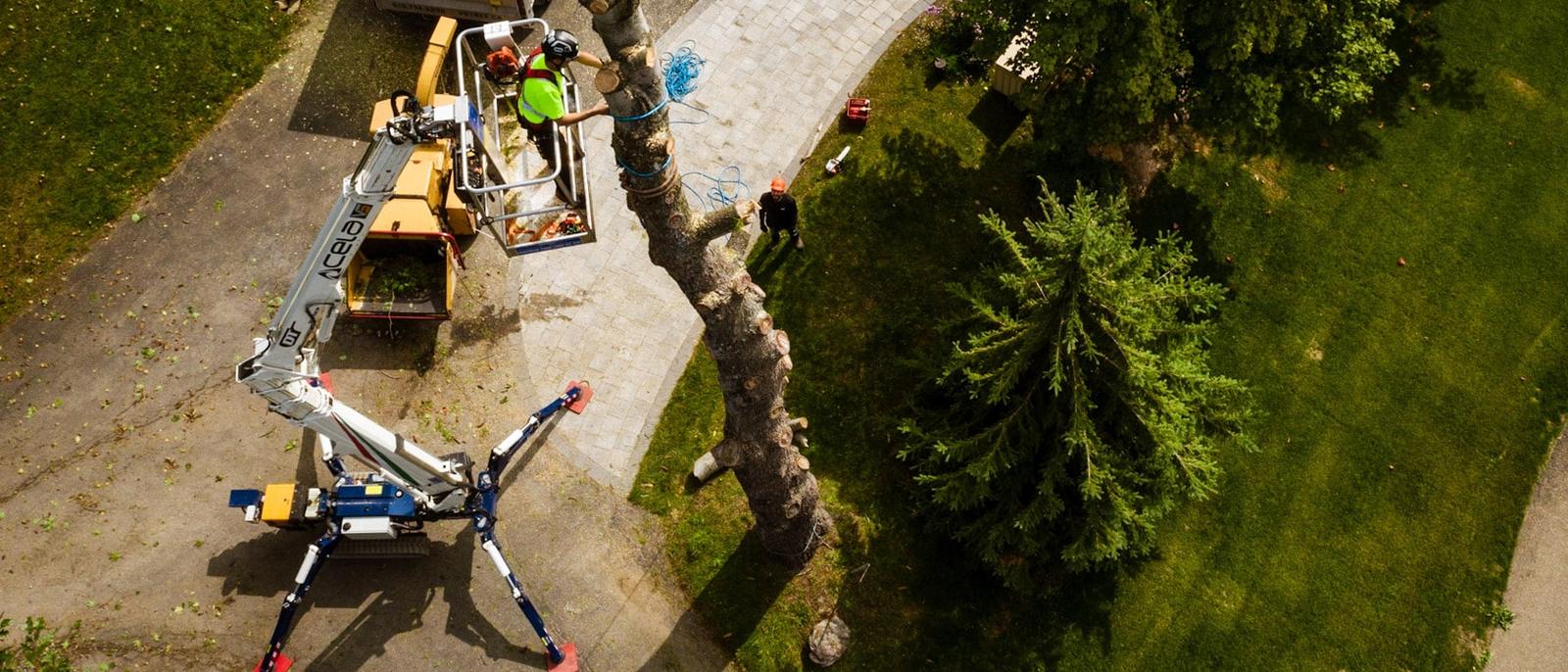 A tree crew taking down a trunk from a lift, seen from above